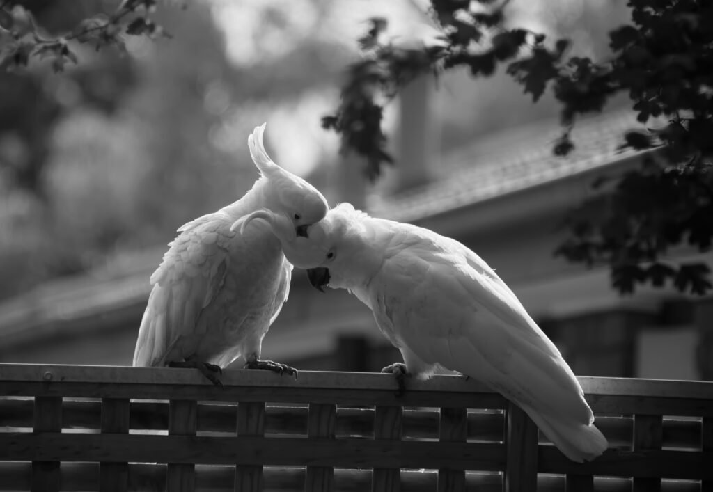 tirage amour tirage amour