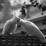 tirage amour